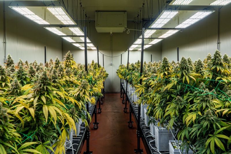How to Start a Cannabis Cultivation Business: A Comprehensive Guide How to Start a Cannabis Cultivation Business: A Comprehensive Guide